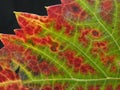 Closeup of a grapevine leaf in red and green Royalty Free Stock Photo