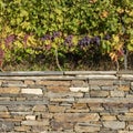 Closeup of grapevine over stone wall Royalty Free Stock Photo