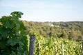 Closeup of grapevine in a vineyard on a sunny day