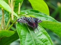 Closeup of a graphium colonna butterfly sitting on a leaf