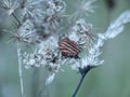 Closeup of a Graphosoma lineatum shield bug sat on a spiky bush Royalty Free Stock Photo