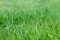 Closeup of grass blades with water drops after rain Royalty Free Stock Photo