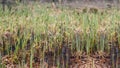 Closeup grass in a forest swamp