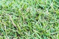 Closeup grass