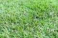 Closeup grass