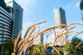 Closeup grass meadow with blur city view background