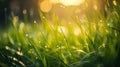 closeup of grass after rain generative AI Royalty Free Stock Photo