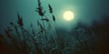 Closeup of grass and reed silhouettes and full moon in the background Royalty Free Stock Photo