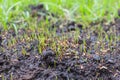 Closeup of grass seeds beginning to germinate on new topsoil.