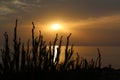 Closeup of grass silhouette on a beautiful sunset background near the beach Royalty Free Stock Photo