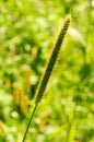 Grass spikelet lit by golden sunlight with natural blurred background