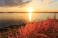 Closeup grass at sunset beauty landscape