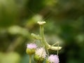 CloseUp of grasshoper on the flower