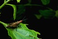 Closeup grasshopper