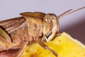 Closeup of grasshopper eating apple peel