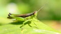 Closeup Of A Grasshopper On A Green Leaf