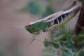 Closeup Grasshopper on green leaves blur background