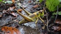 Closeup of a Grasshopper in Mud Royalty Free Stock Photo