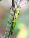 Closeup grasshopper perched on a small tree branch Royalty Free Stock Photo