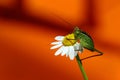 Closeup of a grasshopper resting on a daisy Royalty Free Stock Photo