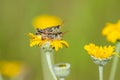 Closeup of grasshoppers perching on flower