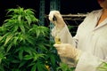 Gratifying cannabis plant inside indoor farm and scientist inspecting CBD oil.