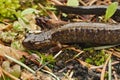 Closeup on a gravid female Dunn\'s salamander lungless wood salamander, Plethodon dunni on the ground