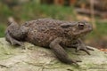 Closeup on a gravid female European common toad Bufo bufo sitting on wood