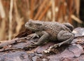 Closeup on a gravid female European common toad Bufo bufo sitting on wood