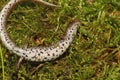 Closeup on a gravid female Four - toed salamander, Hemidactylium scutatum in moss with typical white belly Royalty Free Stock Photo