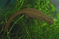 Closeup on a gravid female Hong Kong Warty newt, Paramesotriton hongkongensis in an aquarium