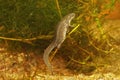 Closeup on a gravid female Italian newt, Lissotritron italicus