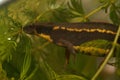 Closeup on a gravid female Japanese endangered Riu-Kiu sword-tailed newt, Cynops ensicauda ensicauda