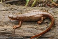 Closeup on a gravid female Rough skinned newt, Taricha granulosa