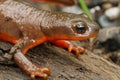 Closeup on a gravid female Rough skinned newt, Taricha granulosa Royalty Free Stock Photo