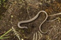 Closeup on a gravid female slow worm, Anguis fragilis, on the ground