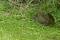 Closeup of gray brazilian guinea pig in a green field