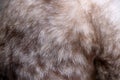 Closeup gray and brown color of soft fur of cat. Royalty Free Stock Photo