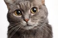 Closeup gray cat with big round eyes