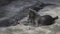 Gray cat, Korat cat, Thai cat on the floor