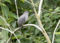 Closeup of the gray catbird, Dumetella carolinensis, perched on a branch. Royalty Free Stock Photo