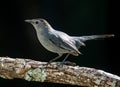 Closeup of a Gray Catbird Royalty Free Stock Photo