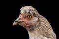 Closeup Gray Chicken Head Curious Looks Isolated on Black Background