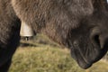 Closeup of a gray donkey wearing a bell, Switzerland