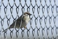 Closeup of a gray finch on the chain link fence Royalty Free Stock Photo