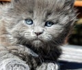 Closeup of the gray, fluffy Nebelung kitten (Felis Catus) in the park in the daytime