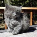 Closeup of the gray, fluffy Nebelung kitten (Felis Catus) in the park in the daytime