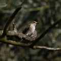 Closeup of a gray flycatcher bird on a tree in the morning