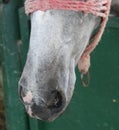 Closeup of gray horse in the stable, barn Royalty Free Stock Photo