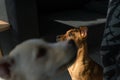 Closeup of a gray Italian Greyhound foster puppy looking up, standing against another dog Royalty Free Stock Photo